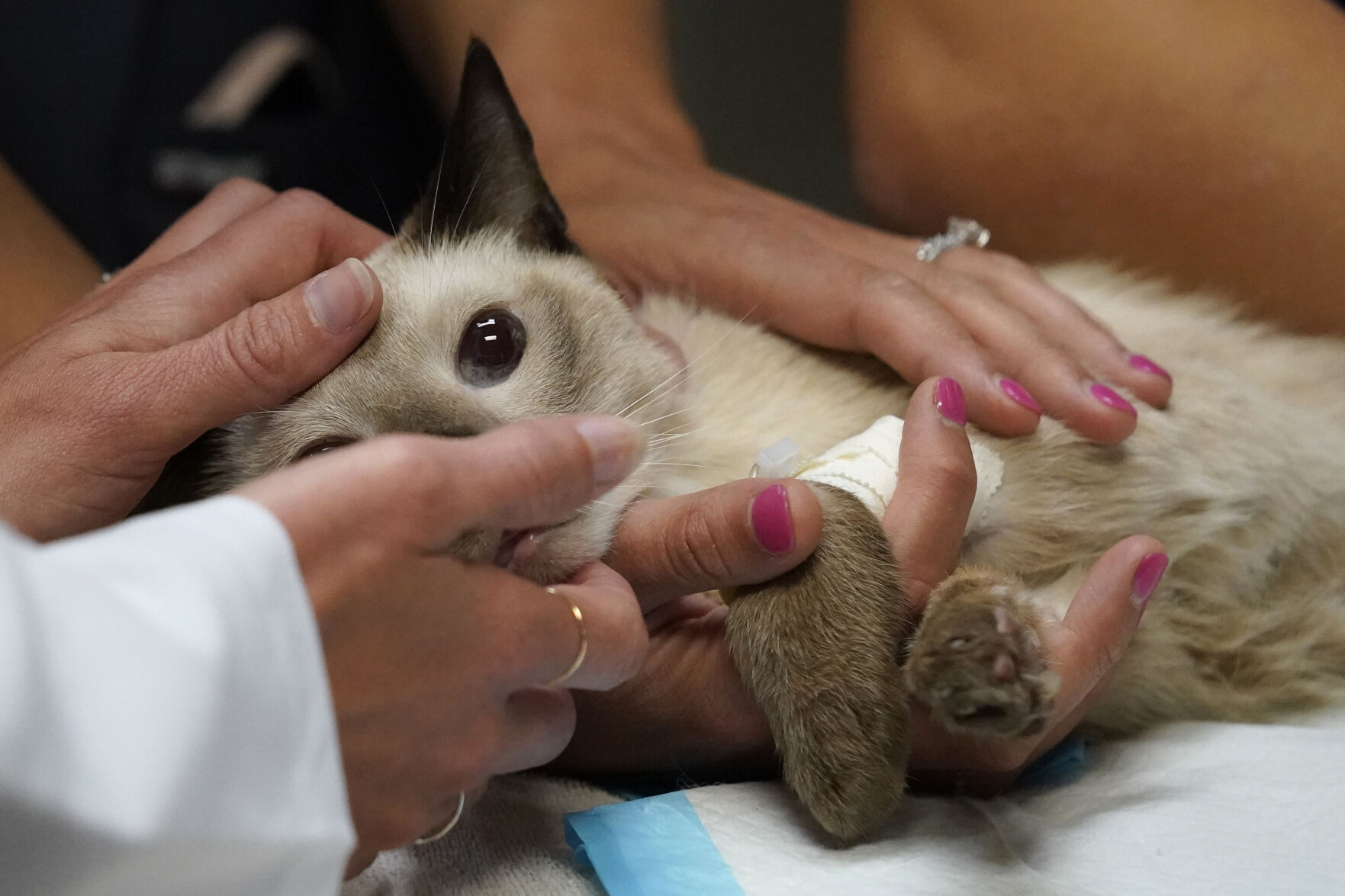 Virus Outbreak Veterinarian Backlog